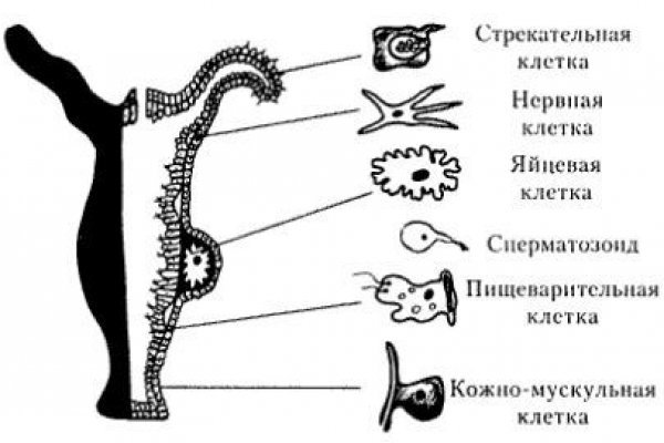 Что такое кракен площадка